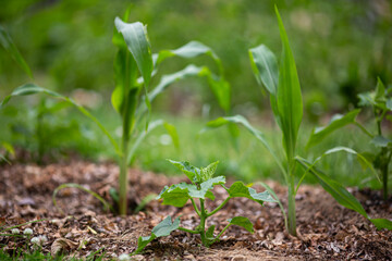 Young plant of cucumber. Mulching vegetables beds with dry leaves and grass. 