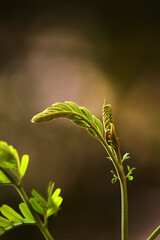 beautiful leaf with colorful background