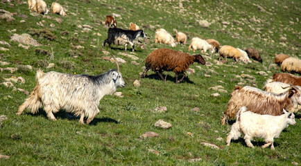 goats and sheep