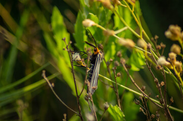 
insect that inhabits the grass of a wetland