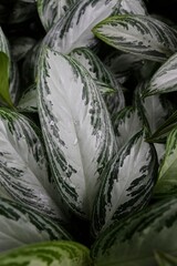 Obraz premium Palmen garden macro 