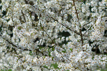 Jasmine white flowers Philadelphus coronarius sweet mock-orange in bloom.