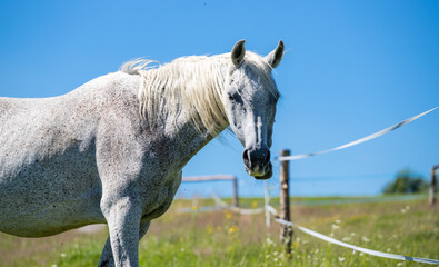 Obraz na płótnie Canvas Photo of a white horse looking into the lens on a background of blue sky and fields