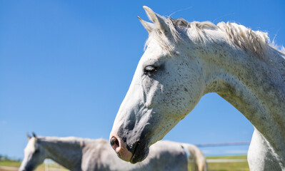 White horse profile against blue sky