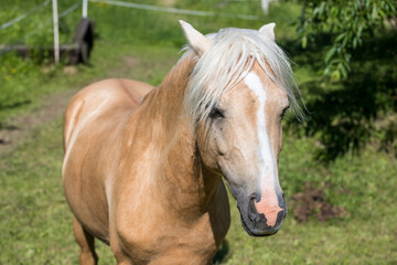 A young brown pony with a white mane