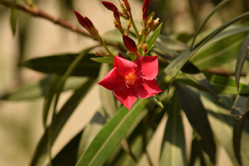 Oleander flower with evergreen, beautiful blossoms, of fragrant pink flowers in bunches