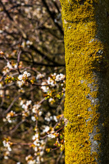 Tree trunk covered with lichen on the right, flowers of the wild cherry in the fuzzy background to the left of it