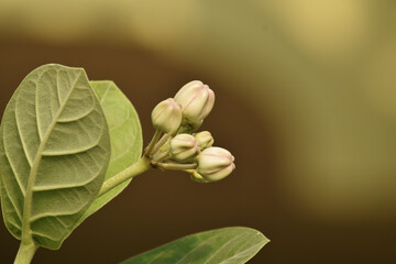 beautiful giant milkweed flower, scientific name is calotropis gigantea, crown