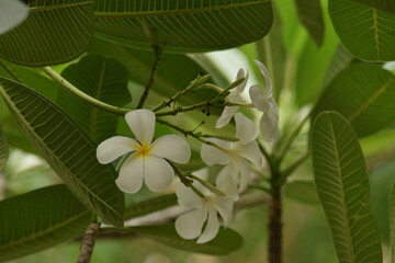 Obraz premium pulmeria flower with plant beautiful look