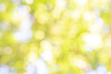Obraz premium Abstract Bokeh green nature blurry background, view of blurred greenery background or evergreen backdrop