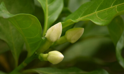 beautiful white flowers at outdoor