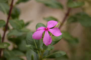 fresh natural flower in pink color with blurred background