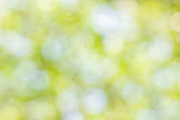 Abstract Bokeh green nature blurry background, view of blurred greenery background or evergreen backdrop