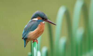 Kingfisher