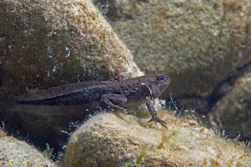 Toad tadpole, Erdkröten Kaulquappe (Bufo bufo)II