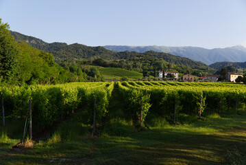Obraz premium View of the hills of Prosecco vineyards in the Conegliano countryside