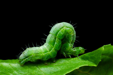 green caterpillar on a leaf