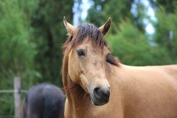 Obraz premium Head shot portrait close up of a beautiful saddle horse at summer paddock