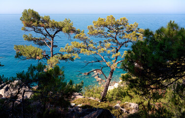Fototapeta na wymiar Beautiful landscape. Pine forest in the hills on the shore of the blue sea. Mediterranean Sea, travel to Turkey. Faralya Village