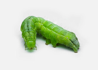 green caterpillar on a white background
