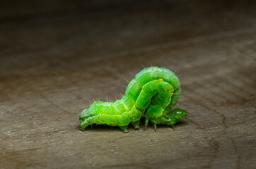 green caterpillar on floor