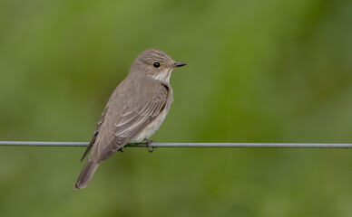 Spotted Flycatcher