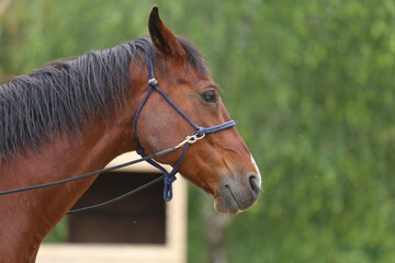 Head shot portrait close up of a beautiful saddle horse at summer paddock
