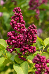 Delicate lilac flowers close up on a tree branch