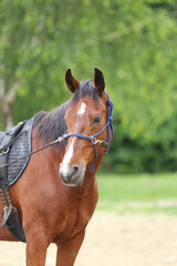 Fototapeta premium Head shot portrait close up of a beautiful saddle horse at summer paddock