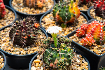 Close up cactus on blur background.