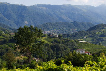 View of the hills of Prosecco vineyards in the Conegliano countryside