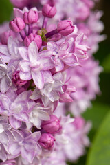 Delicate lilac flowers close up on a tree branch
