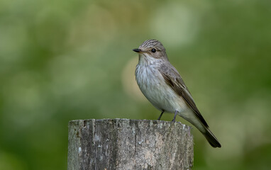 Fototapeta premium Spotted Flycatcher