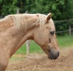 Fototapeta premium Head shot portrait close up of a beautiful saddle horse at summer paddock
