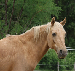 Head shot portrait close up of a beautiful saddle horse at summer paddock