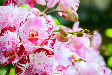 Beautiful Phalaenopsis Orchid flower blooming in garden floral background