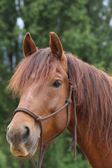 Obraz premium Head shot portrait close up of a beautiful saddle horse at summer paddock