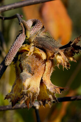The deciduous shrub American filbert (Corylus americana), also known as American hazelnut or American hazel, with catkins as well as developing nuts, which are enclosed in a large, persistent calyx