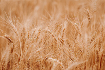 Ripe golden wheat close-up. Wheat fields. Beautiful nature Landscape. Rural landscapes. The concept of a rich harvest.