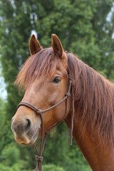 Head shot portrait close up of a beautiful saddle horse at summer paddock