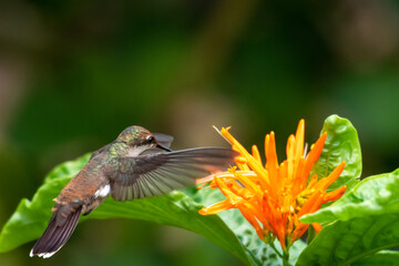 A juvenile Ruby Topaz hummingbird feeding on orange blooms of a Jacobina plant in a garden. 