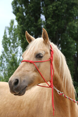 Fototapeta premium Head shot portrait close up of a beautiful saddle horse at summer paddock
