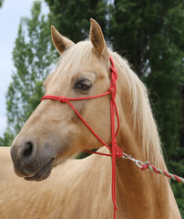 Head shot portrait close up of a beautiful saddle horse at summer paddock