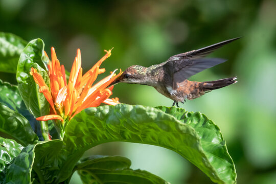 A juvenile Ruby Topaz hummingbird feeding on orange blooms of a Jacobina plant in a garden. 