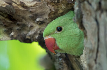 Ring Necked Parakeet