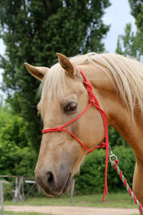 Obraz premium Head shot portrait close up of a beautiful saddle horse at summer paddock