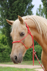 Head shot portrait close up of a beautiful saddle horse at summer paddock