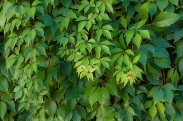 Green foliage as part of the background or to be used as backdrop, gardening or nature concept