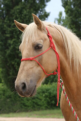 Obraz premium Head shot portrait close up of a beautiful saddle horse at summer paddock