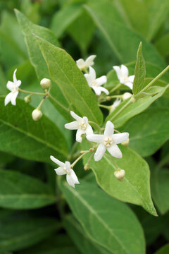 Vertical image of the flowers and foliage of the unusual perennial known as cruel plant, false bush stephanotis, or mosquito trap plant (Cynanchum [Vincetoxicum] ascyrifolium)